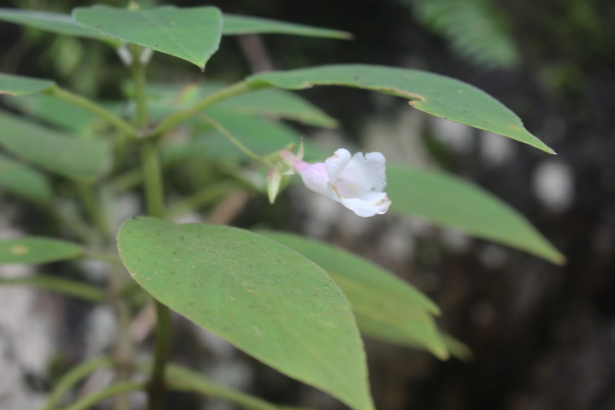 Gesneriaceae